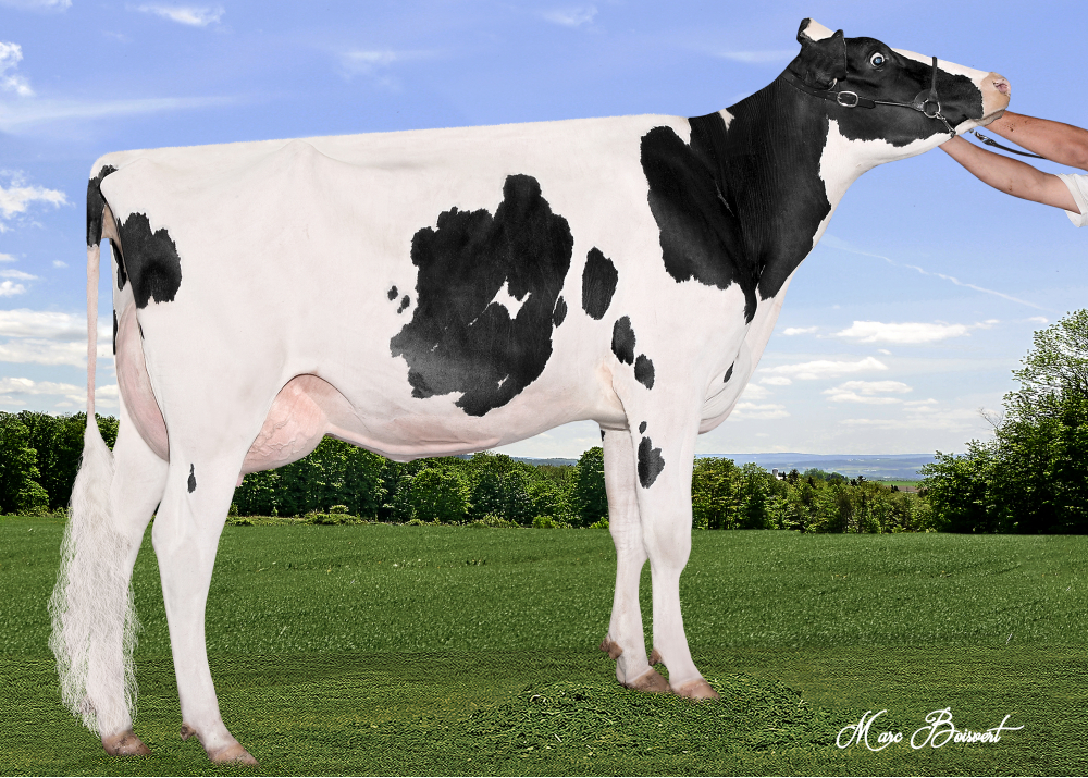 Josey-LLC Uno Sangaria-ET, mère de SKYLAR RED
