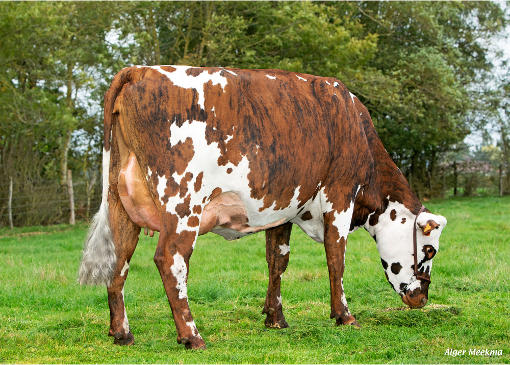 3922 - Fille de Mille DT - Prop : EARL Debray Jean Pierre, 28. Vaupillon (Fr.)