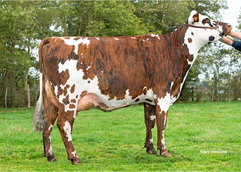 3922 - Fille de Mille DT - Prop : EARL Debray Jean Pierre, 28. Vaupillon (Fr.)