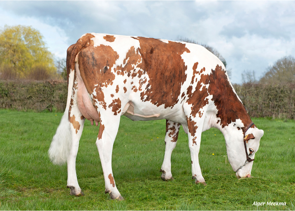 CDLRoma, daughter of OCTAVIUS - Owner: EARL TAQ2M. Vieux Pont (Fr.)