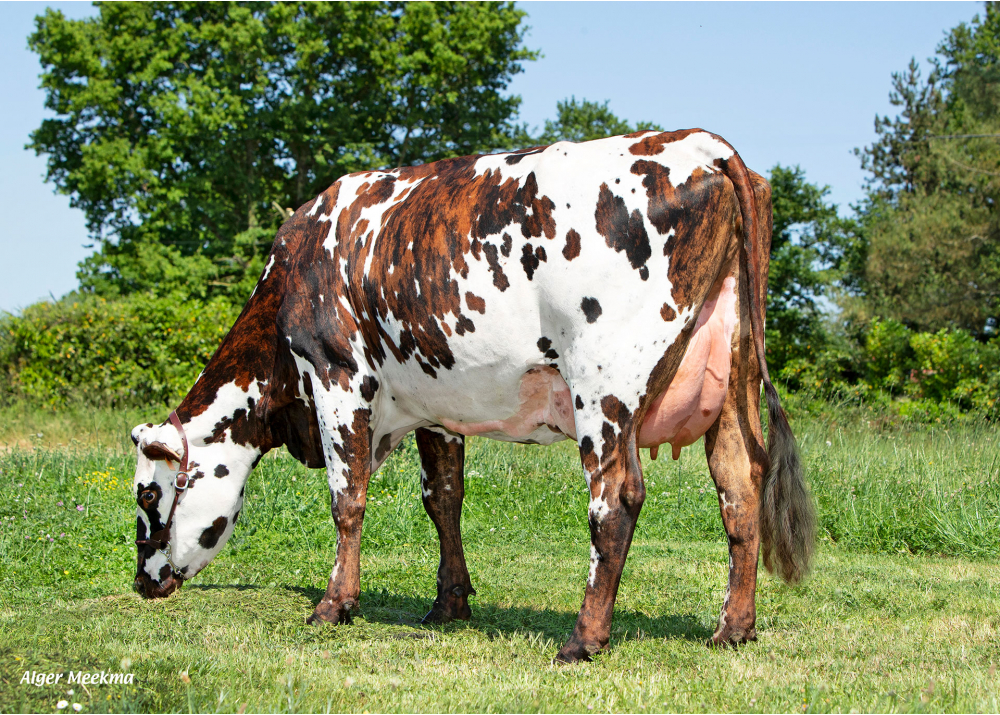 Rollex, daughter of MARVEL - Owner: GAEC Sainte Anne. La Garnache (Fr.) Rollex, daughter of MARVEL - Owner: GAEC Sainte Anne. La Garnache (Fr.)