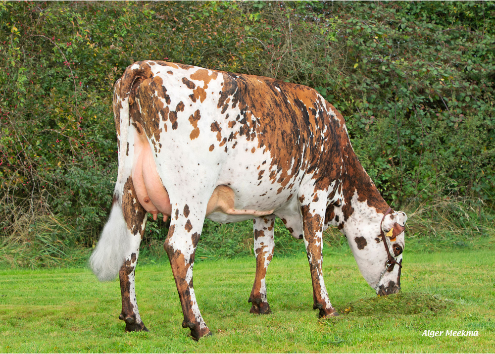 Precieuse, daughter of MARVEL - Owner: GAEC H.2.L.M. Sainte Marie la Robert (Fr.) Precieuse, daughter of MARVEL - Owner: GAEC H.2.L.M. Sainte Marie la Robert (Fr.)