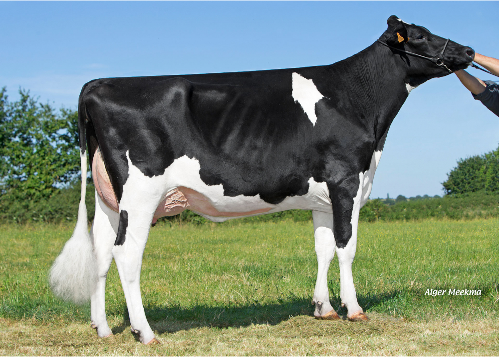 Oisive EBH, daughter of Lodge - Owner: GAEC Besson. Rocheservière (Fr.)